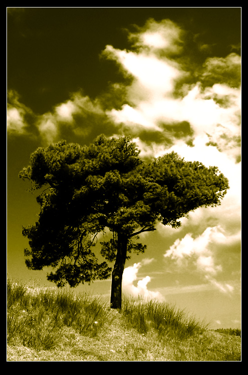 Clouds or Tree by L@cni