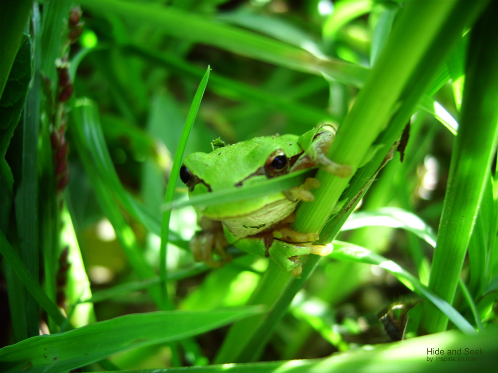 Frog by ciro