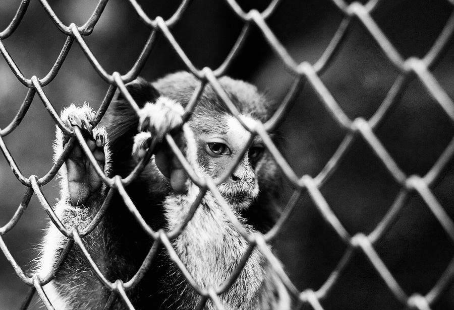 Sad monkey by monkey