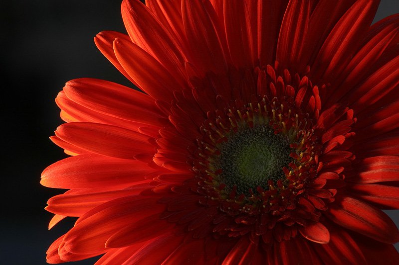 flower red by tstajduhar