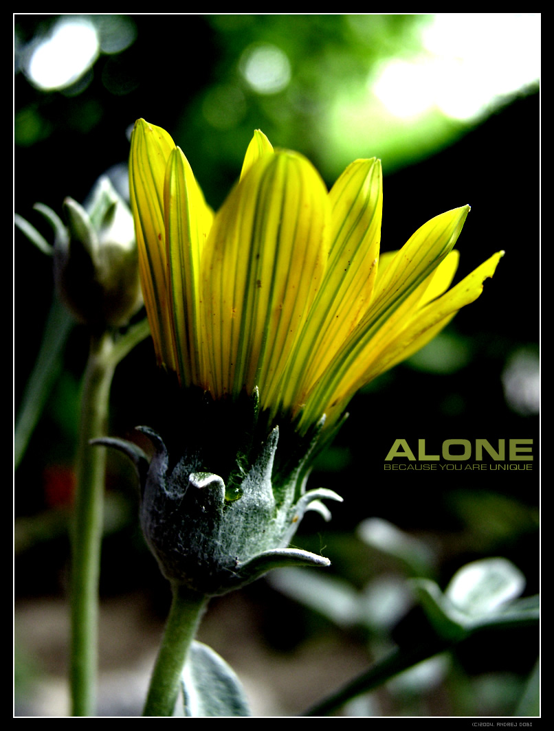 alone by e-Seeker