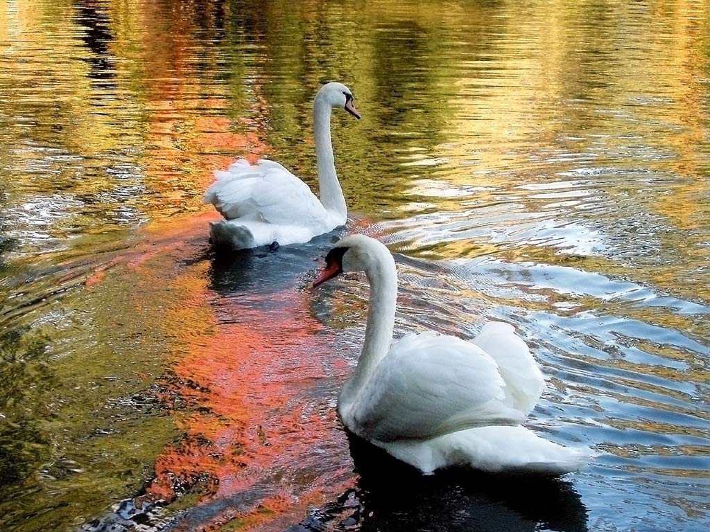 Swan Lake by Crazy